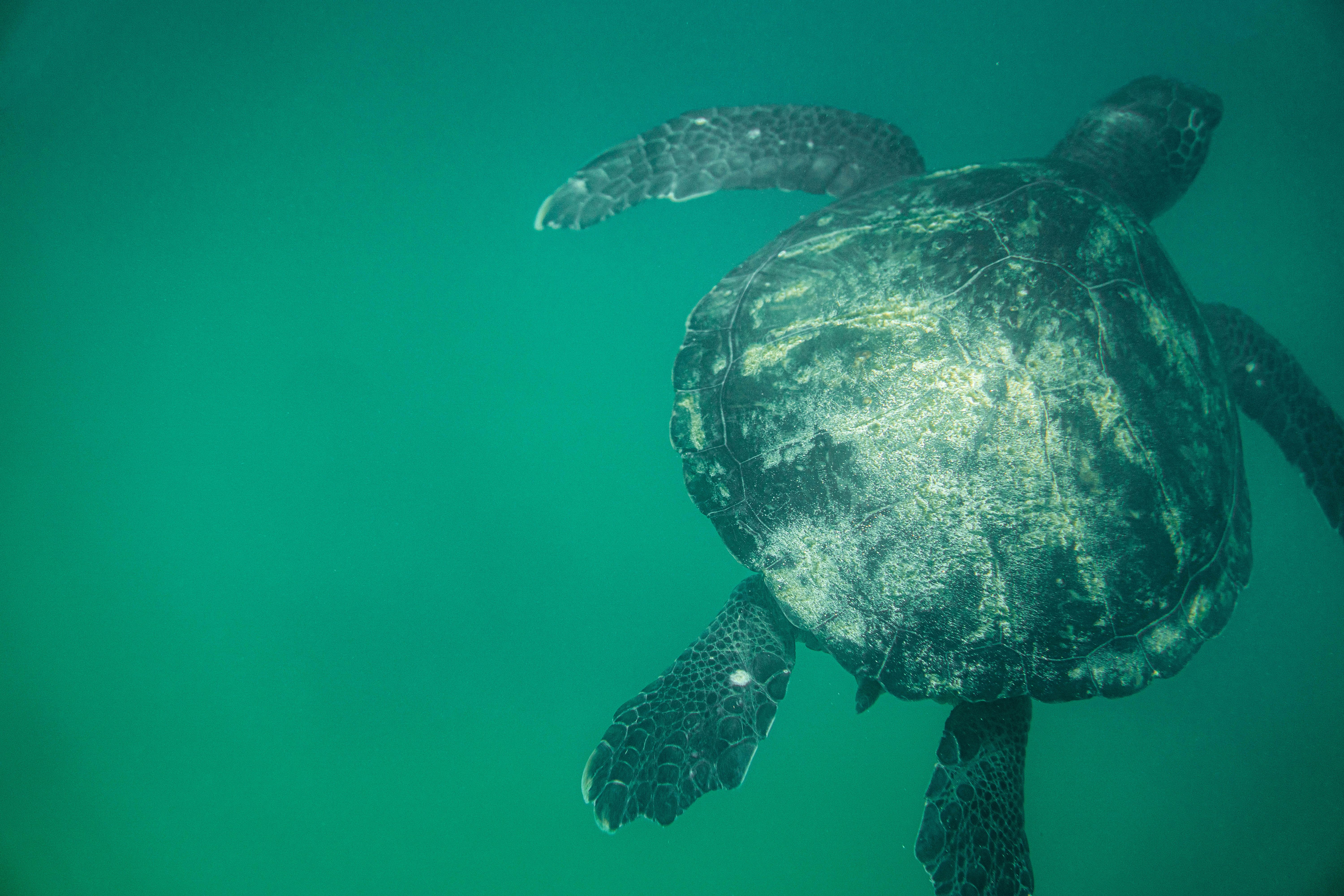 Green sea turtle swimming underwater