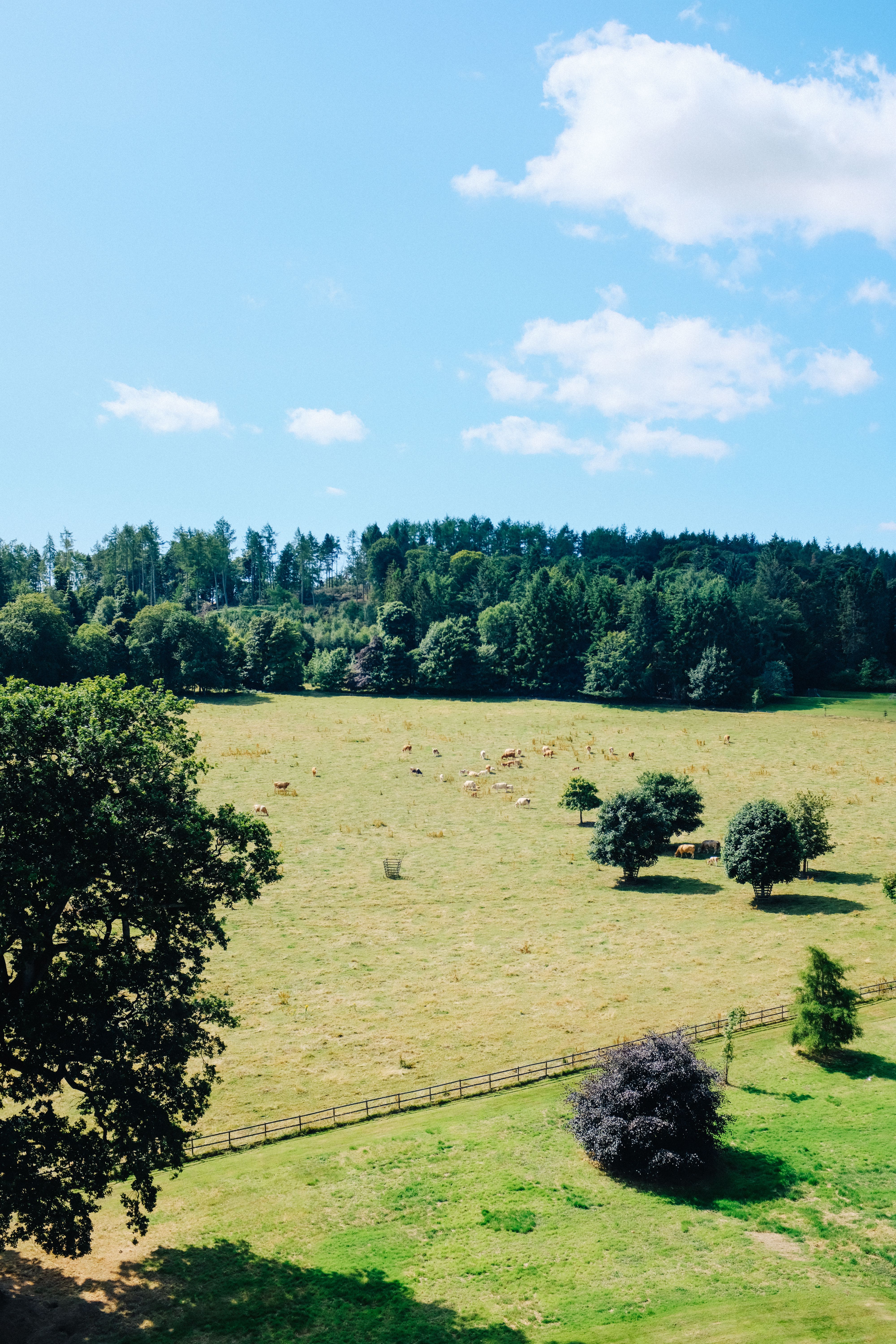 Trees and grazing cattle in a pastoral landscape; illustrative file photograph, not the Brazilian carbon project